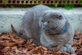 Lop-eared Scottish cat, gray with big yellow eyes Royalty Free Stock Photo