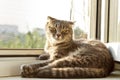 A lop-eared Scottish cat of gray color with bright yellow eyes lies on the window. Basking in the sun, looking at the camera. Cat Royalty Free Stock Photo