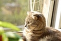 A lop-eared Scottish cat of gray color with bright yellow eyes lies on the window. Basking in the sun, looking at the camera. Cat Royalty Free Stock Photo