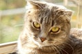 A lop-eared Scottish cat of gray color with bright yellow eyes lies on the window. Basking in the sun, looking at the camera. Cat Royalty Free Stock Photo