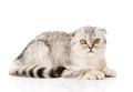 Lop-eared scottish cat lying in side view and looking at camera. isolated Royalty Free Stock Photo