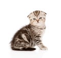 Lop-eared Scottish kitten looking at camera. isolated Royalty Free Stock Photo