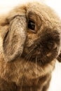 Lop-earred Rabbit