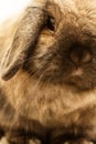 Lop-earred Rabbit