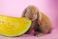 Lop eating watermelon Cute bunny rabbit kit on colorful studio background