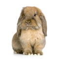 Lop Rabbit