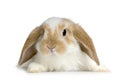 Lop Rabbit