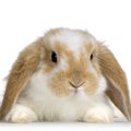 Lop Rabbit