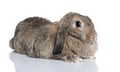 Lop rabbit (4years old)