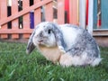 Lop Rabbit