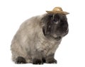 Lop rabbit wearing a hat, isolated
