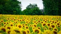 Lopburi sunflower farm thailand