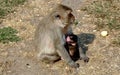 Lopburi, Thailand: Baby Monkey Nursing