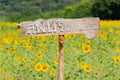 Lopburi, Thailand :- Dec 1, 2017:- Landmarks View Closeup Beautiful of a Sunflower or Helianthus in Sunflower Field