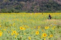 Lopburi, Thailand :- Dec 1, 2017:- Landmarks View Closeup Beautiful of a Sunflower or Helianthus in Sunflower Field
