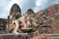 Lopburi Thailand Royalty Free Stock Photo