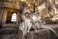 Lopburi Thailand. Monkey Crab-eating or Long-tailed macaque in Prang Sam Yot temple. Khmer ancient Buddhist pagoda ruins are