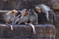 Lopburi Thailand. Monkey in Prang Sam Yot temple