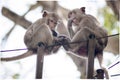 Monkeys family sitting together on black wire