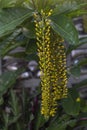 Lophanthera lactescens, Gloden Chain or Golden Rain flower bloom in the garden.