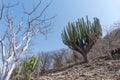 Lophocereus marginatus and bare trees in Mixteca Poblana, Puebla, Mexico Royalty Free Stock Photo