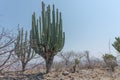 The Lophocereus marginatus and bare trees in Mixteca Poblana, Puebla, Mexico