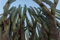 A Lophocereus marginatus cactus in Mixteca Poblana, Puebla, Mexico