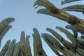 Lophocereus marginatus cactus in Mixteca Poblana, Puebla, Mexico