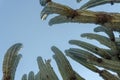 A Lophocereus marginatus cactus in Mixteca Poblana, Puebla, Mexico