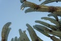 Lophocereus marginatus cactus in Mixteca Poblana, Puebla, Mexico Royalty Free Stock Photo