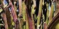 Stovepipe cactus lophocereus schottii Royalty Free Stock Photo