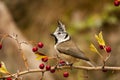 The blue tit is a species of passerine bird in the Paridae family.