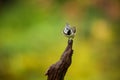 Lophophanes cristatus. Nature of Europe. Wild Scandinavian nature.