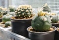Lophophora diffusa cactus flower in pot with sunlight Royalty Free Stock Photo