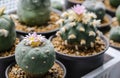 Lophophora fricii and williamsii cactus flower Royalty Free Stock Photo