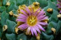 Lophophora williamsii - cactus blooming with a pink flower in the spring collection, Ukraine Royalty Free Stock Photo