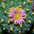 Lophophora williamsii - cactus blooming with a pink flower in the spring collection, Ukraine Royalty Free Stock Photo