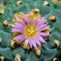 Lophophora williamsii - cactus blooming with a pink flower in the spring collection, Ukraine Royalty Free Stock Photo