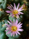 Lophophora williamsii - cactus blooming with a pink flower in the spring collection, Ukraine Royalty Free Stock Photo