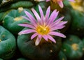 Lophophora williamsii - cactus blooming with a pink flower in the spring collection, Ukraine Royalty Free Stock Photo