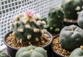 Lophophora williamsii cactus flower in pot Royalty Free Stock Photo