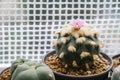 Lophophora williamsii cactus flower in pot Royalty Free Stock Photo