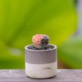 Lophophora williamsii, Cactus or succulents tree in flowerpot on wood striped background