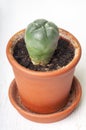 Lophophora williamsii in clay pot Royalty Free Stock Photo