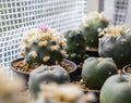 Lophophora williamsii flower cactus plant in pot Royalty Free Stock Photo