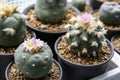 Lophophora williamsii and fricii cactus flower Royalty Free Stock Photo