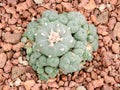 Lophophora williamsii in greenhouse of desert plants Royalty Free Stock Photo
