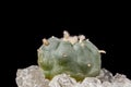 Lophophora Williamsiii - Peyote cactus