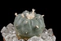 Lophophora Williamsiii - Peyote cactus Royalty Free Stock Photo