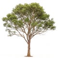 Lophostemon Confertus Tree isolated on white background Royalty Free Stock Photo